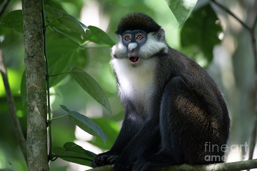 Red tailed monkey market hi-res stock photography and images - Alamy