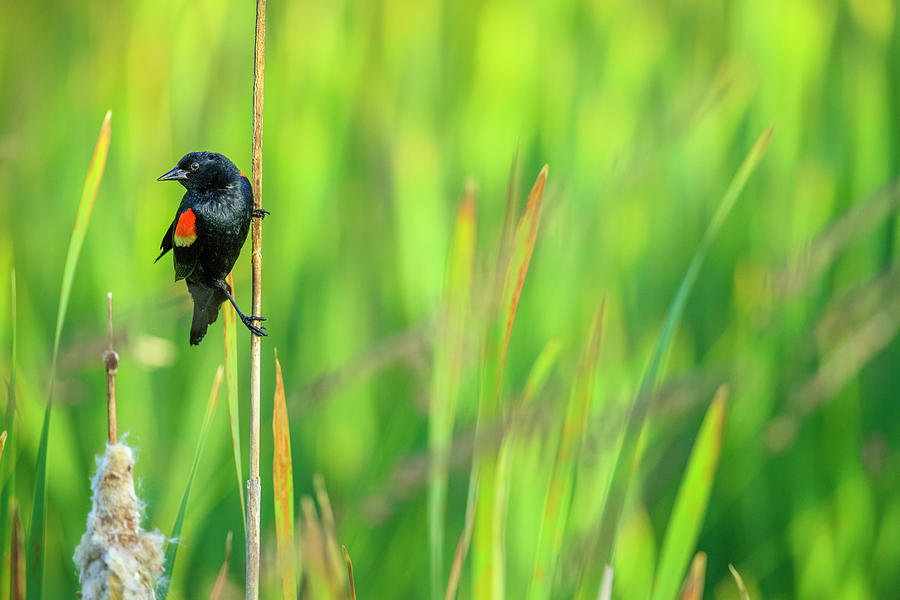 Red Winged Blackbird, British Columbia #3 Photograph by Don White