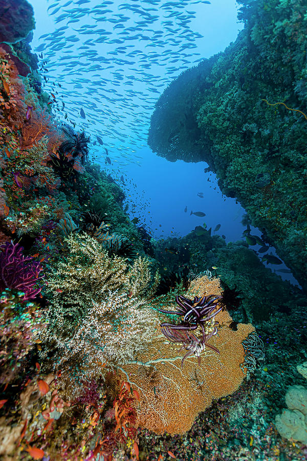 Reef Scene In Halmahera, Indonesia #3 Photograph by Bruce Shafer
