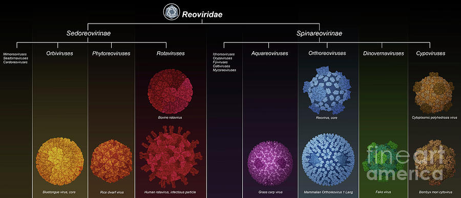 Reoviridae Viruses #3 by Science Photo Library