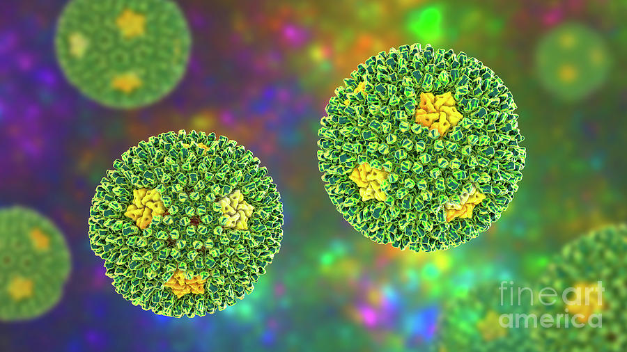 Reovirus #3 Photograph by Kateryna Kon/science Photo Library - Pixels