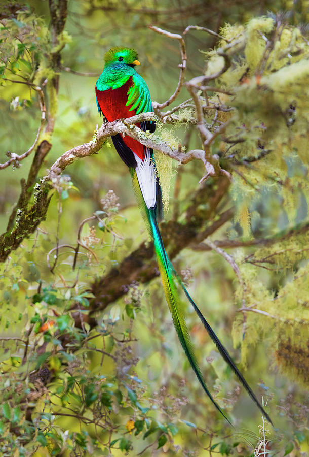 Nature Photograph - Resplendent Quetzal Pharomachrus #3 by Panoramic Images