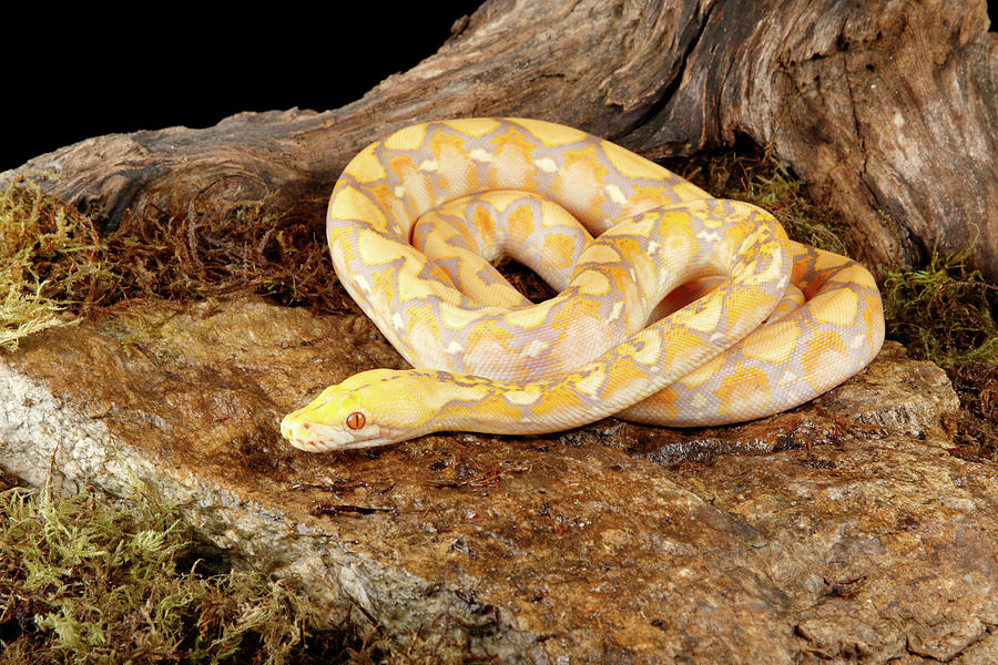 Reticulated Python Lavender Morph #3 Photograph by David Kenny