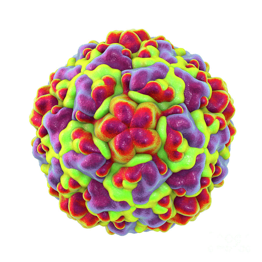 3 Dimensional Photograph - Rhinovirus #3 by Kateryna Kon/science Photo Library