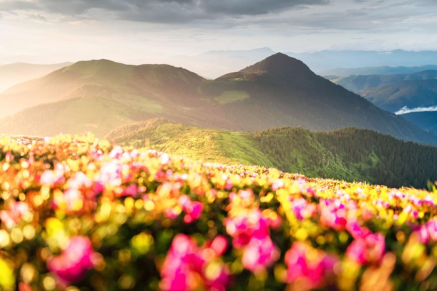 Summer Photograph - Rhododendron Flowers Covered Mountains #3 by Ivan Kmit
