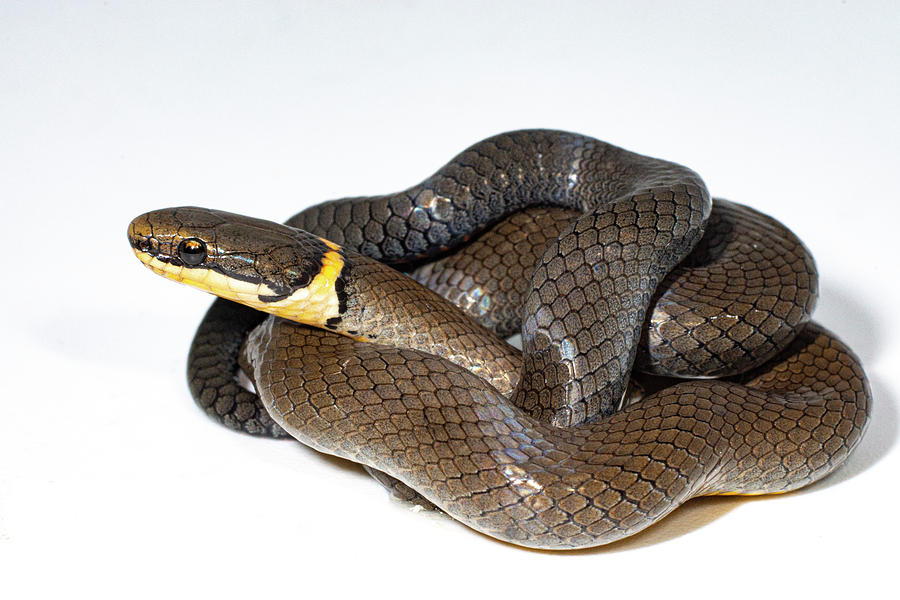 Ringneck Snake Diadophis Punctatus #3 Photograph by Dante Fenolio