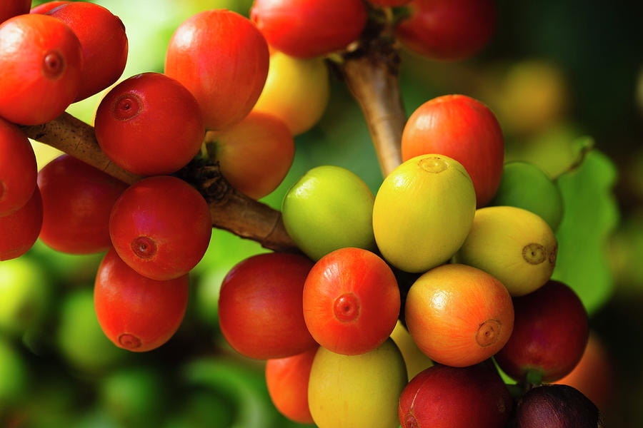 Ripe Coffee Cherries #3 Photograph by Dustypixel