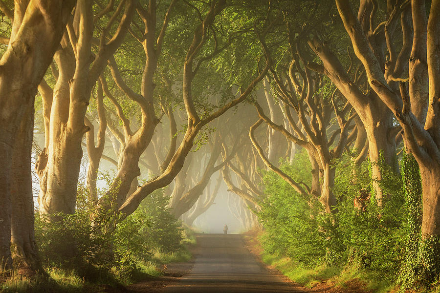 Road Under Trees #3 Digital Art by Luigi Vaccarella