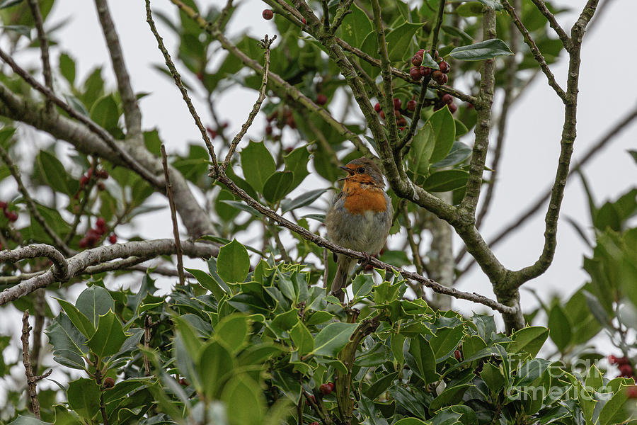 Robin by Brian Roscorla Robin by Brian Roscorla