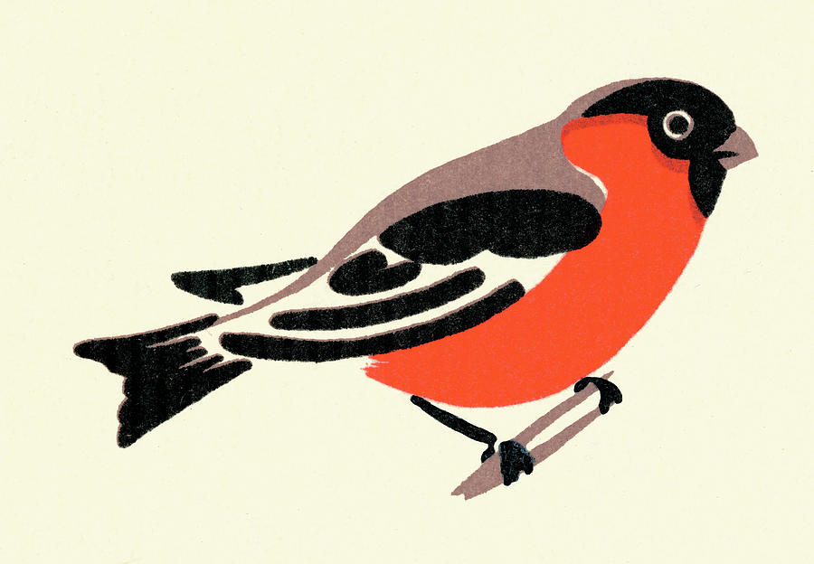 Vintage Drawing - Robin #3 by CSA Images