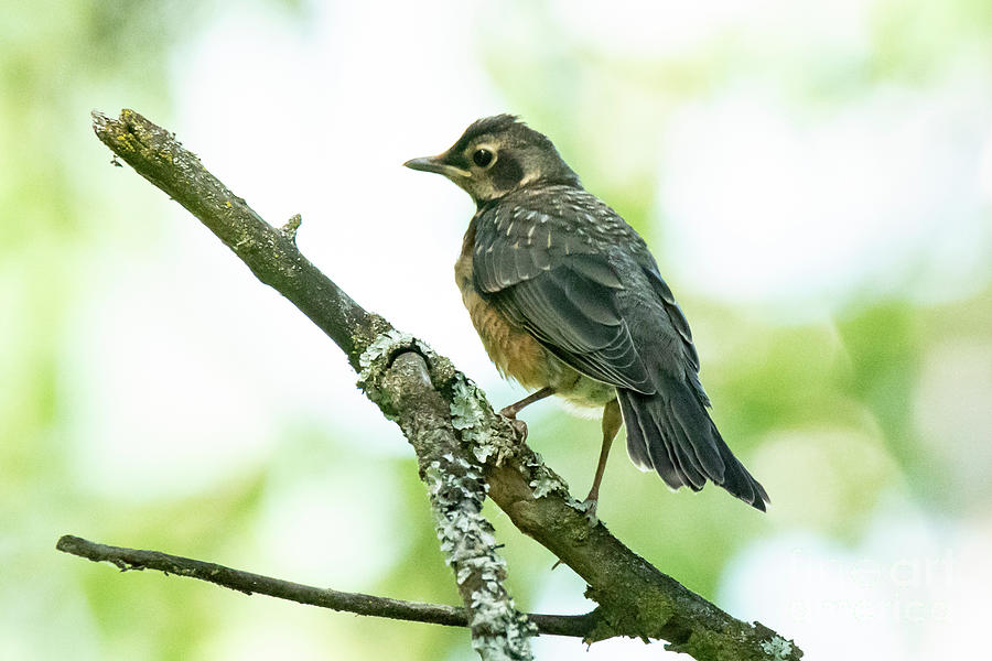 Robin by Michael D Miller Robin by Michael D Miller