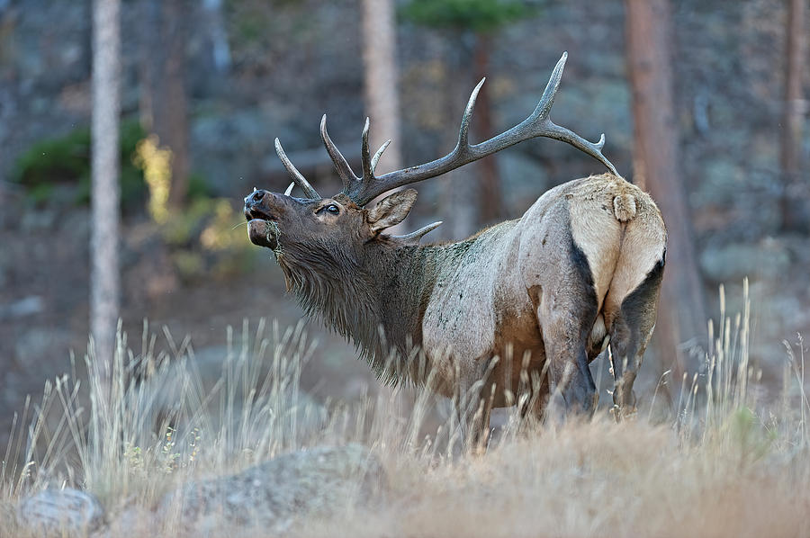 Rocky Mountain Bull Elk Bugling  #3 Photograph by Gary Langley