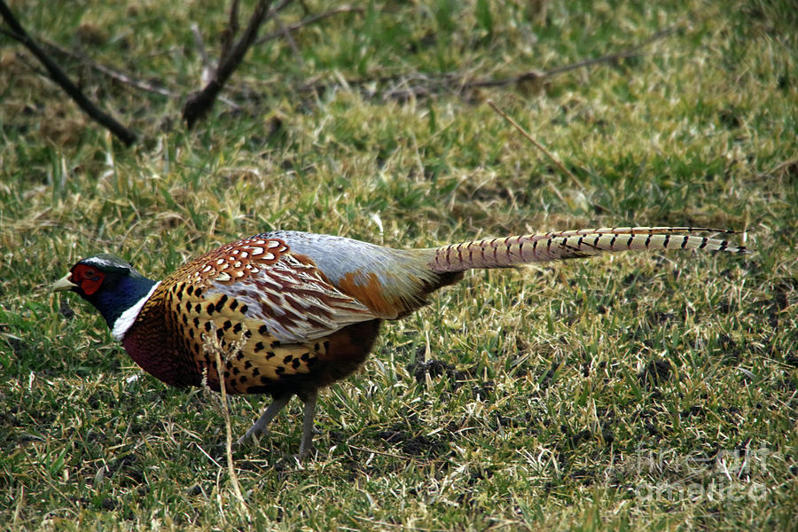 Rooster Pheasant Photograph