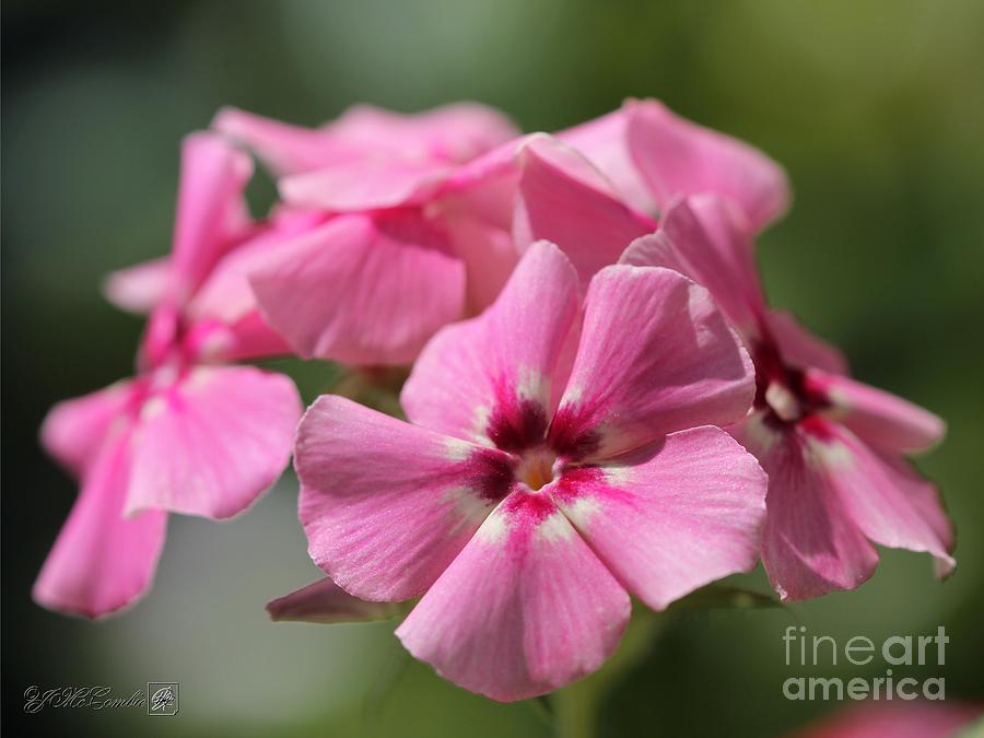Rose Pink and Cream Dwarf Beauty Phlox #5 Photograph by J McCombie