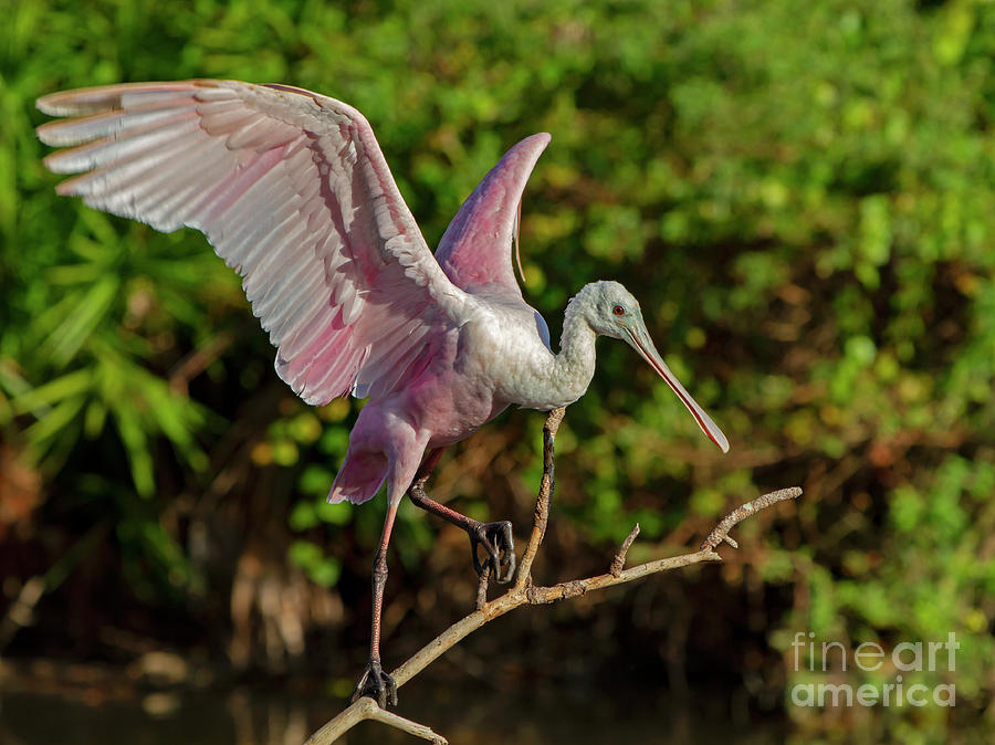 Bird Photograph - Roseate Spoonbill by Blair Howell Bird Photograph - Roseate Spoonbill by Blair Howell
