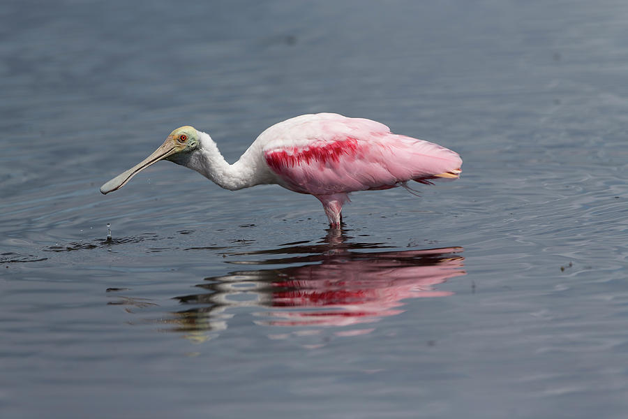 Roseate Spoonbill Photograph by Glenn Lahde - Fine Art America