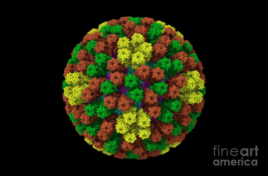 Rotavirus Photograph - Rotavirus #3 by Dr. Victor Padilla-sanchez, Phd / Washington Metropolitan University/science Photo Library