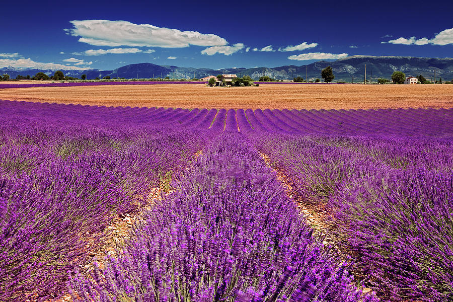 Flowers Still Life Digital Art - Rows Of Lavender Field In Valensole #3 by Olimpio Fantuz