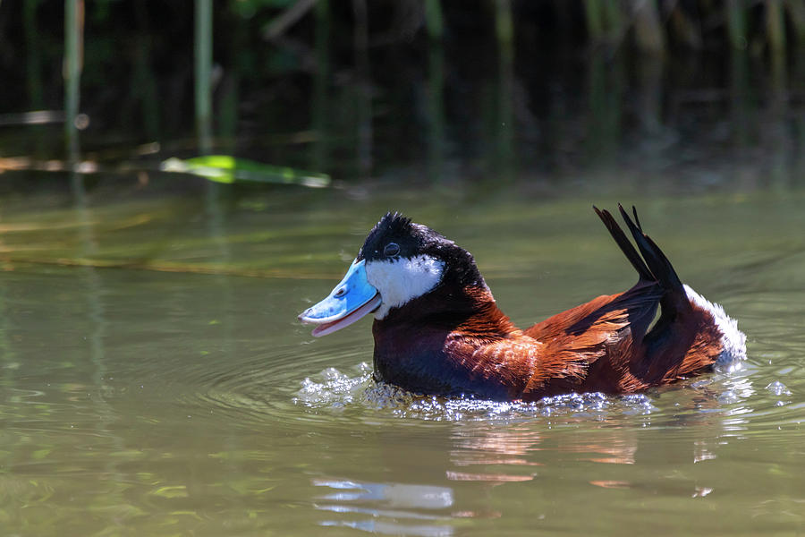 Ruddy Duck by Michael Chatt Ruddy Duck by Michael Chatt
