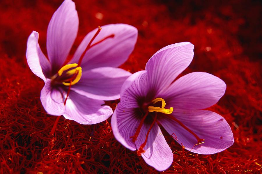 Saffron Flowers #3 Digital Art by Massimo Ripani