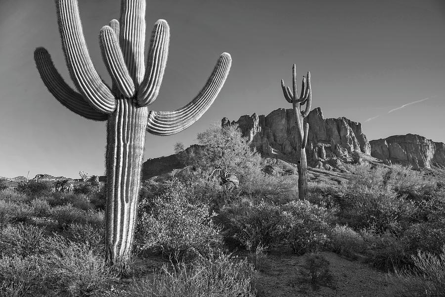 Saguaro Cacti, Arizona #3 Photograph by Tim Fitzharris