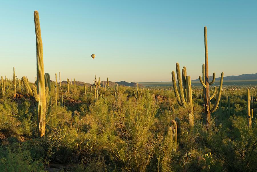 Saguaro Cacti #3 Digital Art by Heeb Photos
