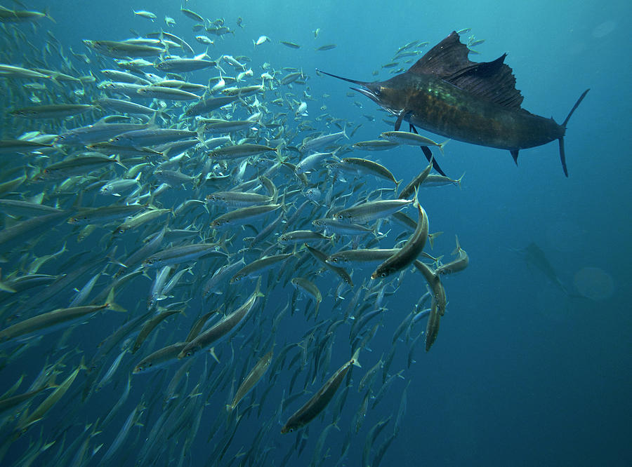 Sailfish Hunting Round Sardinella, Isla Mujeres, Mexico #3 Photograph by Tim Fitzharris