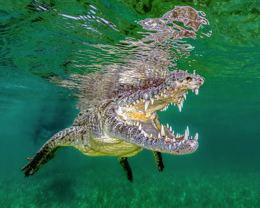 Saltwater Crocodile Of Cuba #3 Photograph by Bruce Shafer