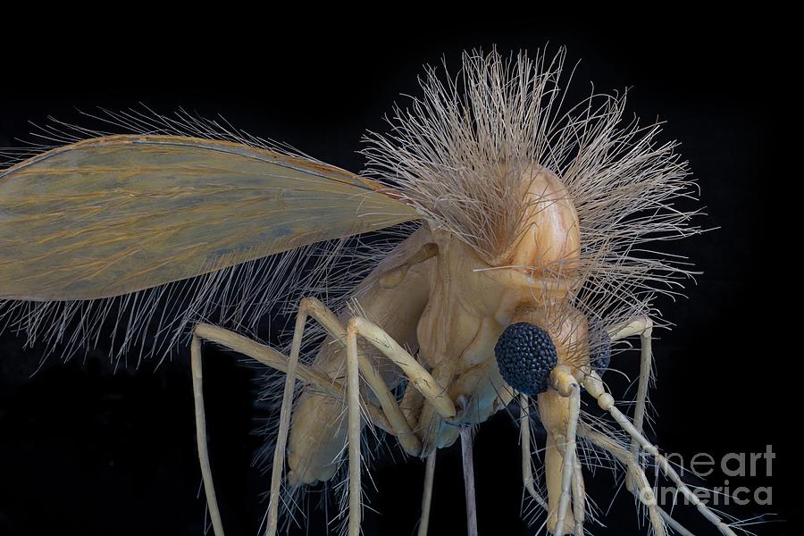 Wildlife Photograph - Sand Fly Wax Model #3 by Natural History Museum, London/science Photo Library