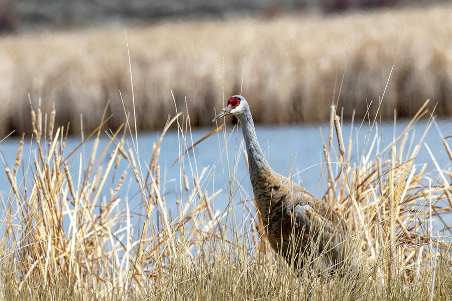 Sandhill Crane by Michael Chatt Sandhill Crane by Michael Chatt