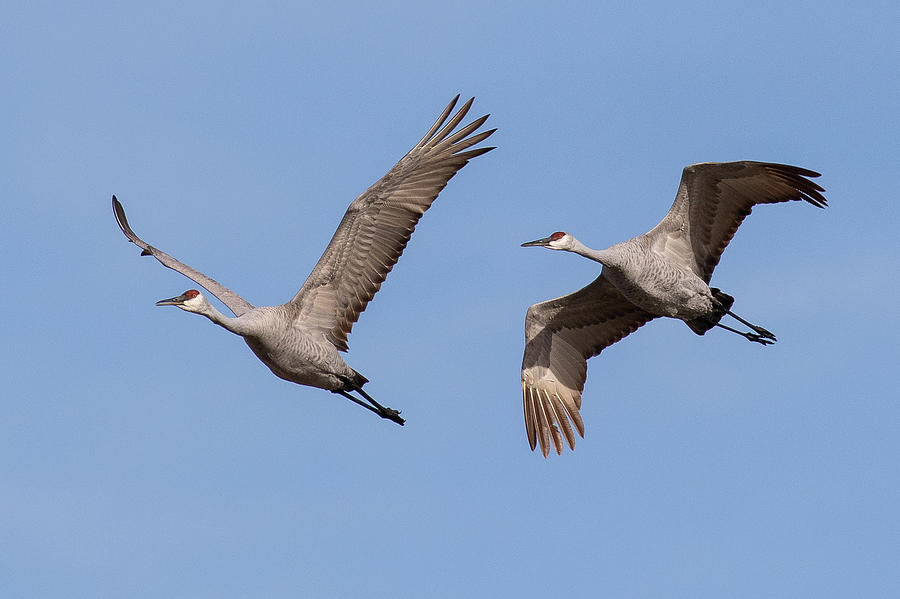 Sandhill Cranes in flight Photograph by Dan Ferrin - Fine Art America