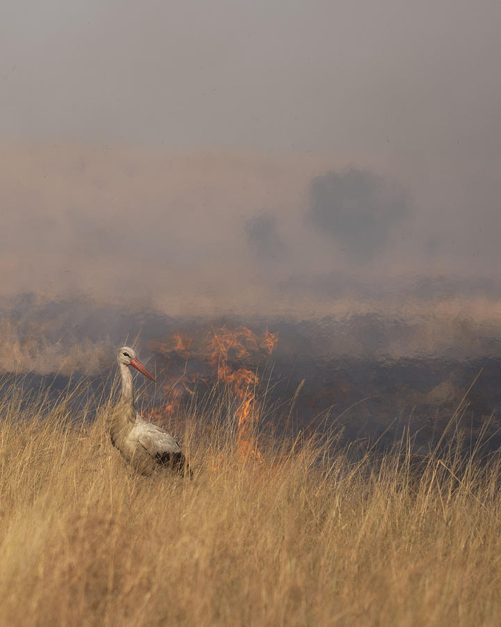 Nature Photograph - Savannah Burning #3 by Roberto Marchegiani