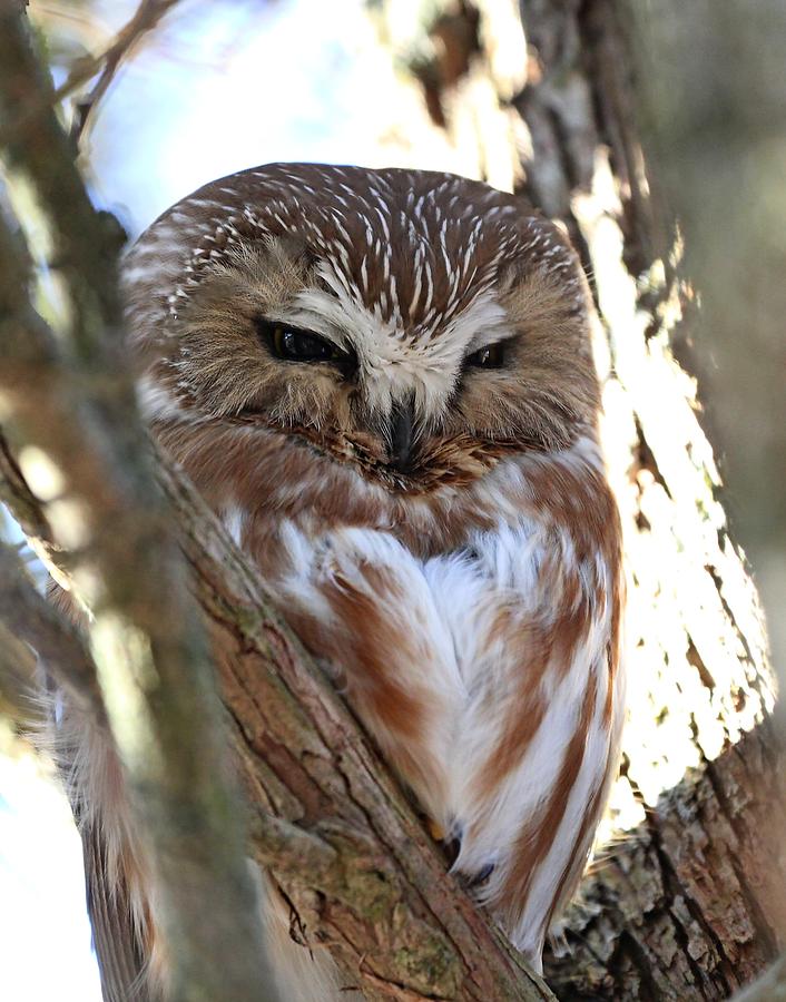 Saw Whet Owl #3 Photograph by Davandra Cribbie