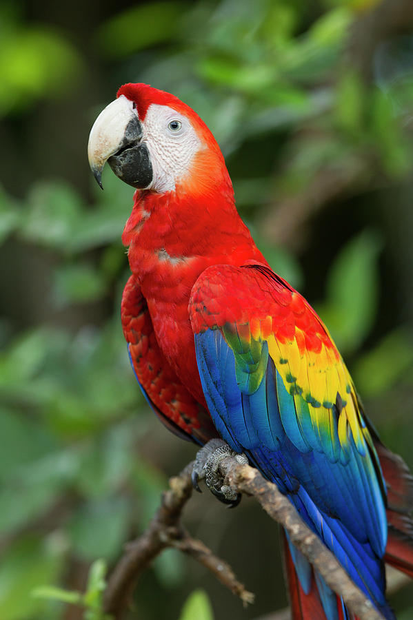 Scarlet Macaw, Costa Rica by Paul Souders