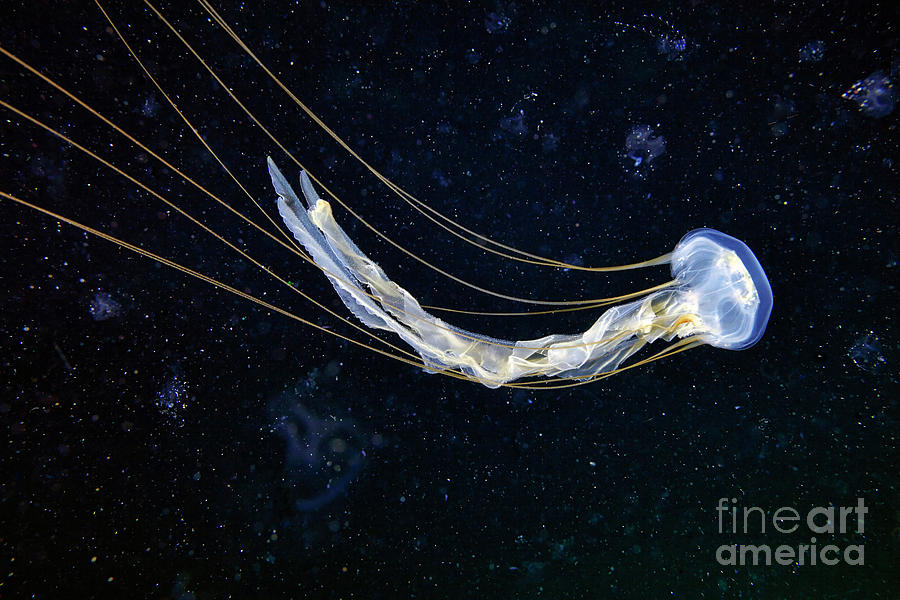 Sea Nettle Jellyfish #3 Photograph by Alexander Semenov/science Photo Library