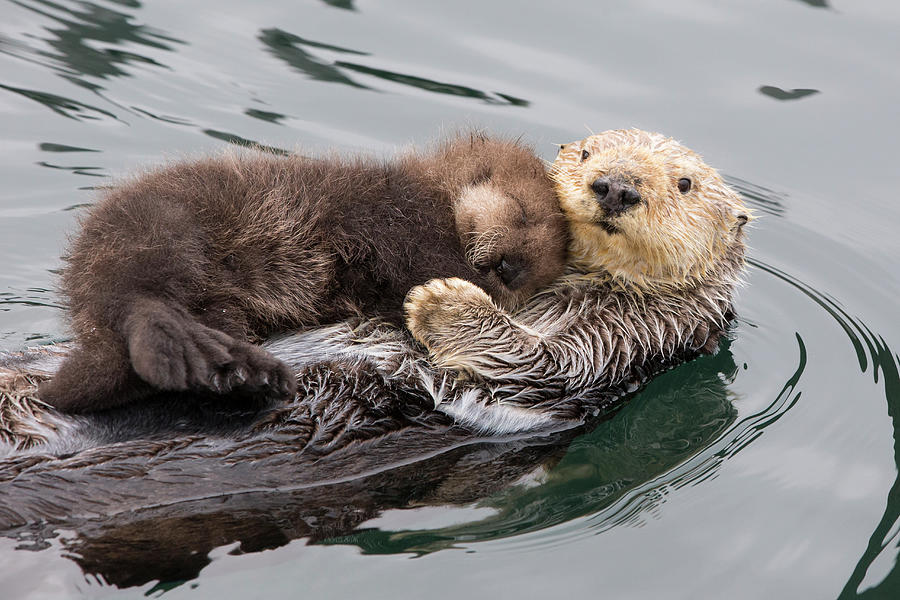 Sea Otter And Sleeping Pup #3 Photograph by Suzi Eszterhas
