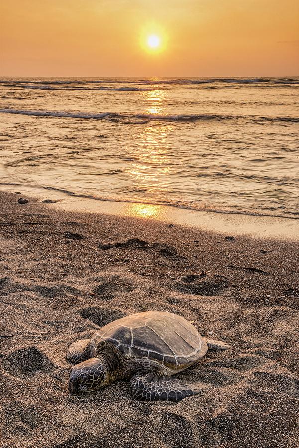 Sea Turtle On Beach #3 Digital Art by Heeb Photos