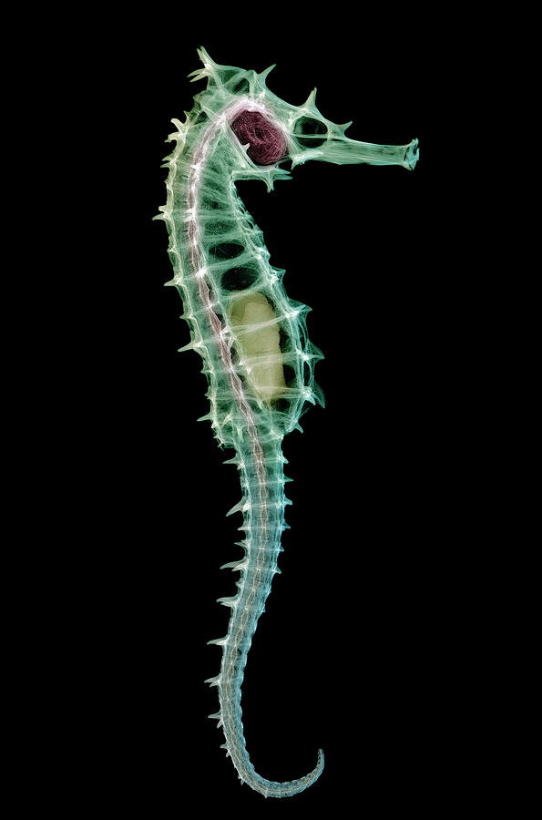 Seahorse Skeleton 3 Photograph by D. Roberts Seahorse Skeleton 3 Photograph by D. Roberts