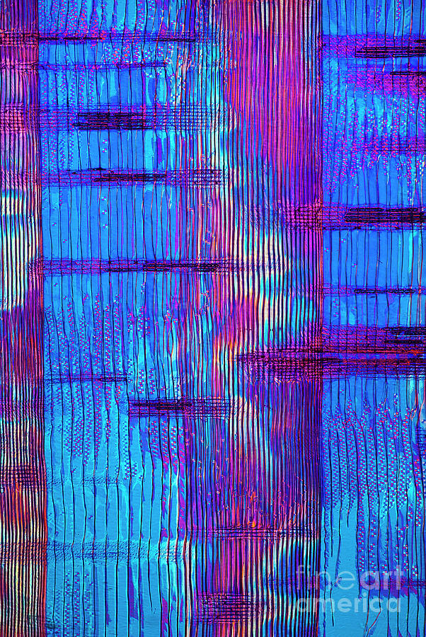 Plant Anatomy Photograph - Section Of European Larch by Steve Lowry/science Photo Library Plant Anatomy Photograph - Section Of European Larch by Steve Lowry/science Photo Library