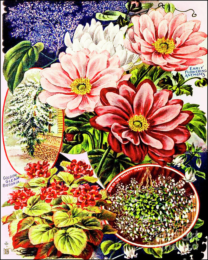 Seed Vintage Packet Digital Art