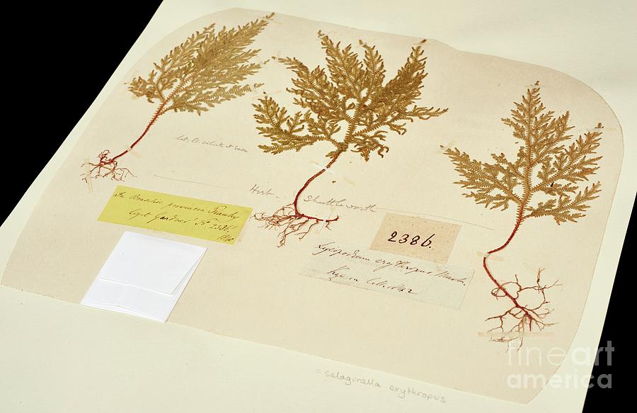 Monilophytes Photograph - Selaginella Erythropus Fern Specimen by Natural History Museum, London/science Photo Library Monilophytes Photograph - Selaginella Erythropus Fern Specimen by Natural History Museum, London/science Photo Library