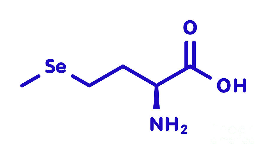 Selenium Photograph - Selenomethionine Amino Acid Molecule #3 by Molekuul/science Photo Library