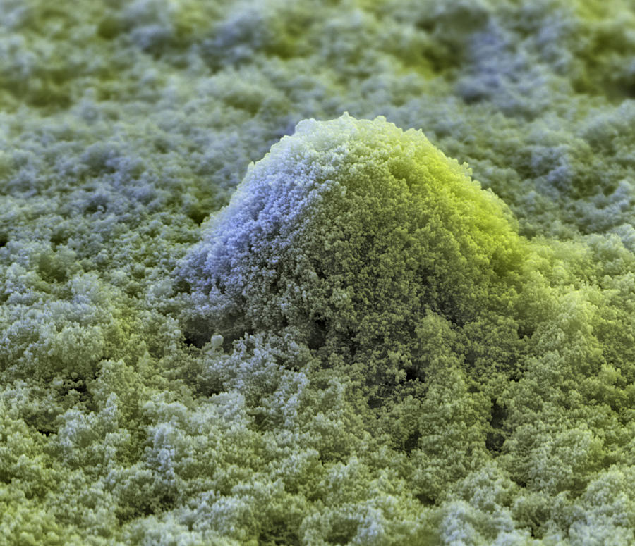 Self-cleaning Paint Sem #3 Photograph by Meckes/ottawa