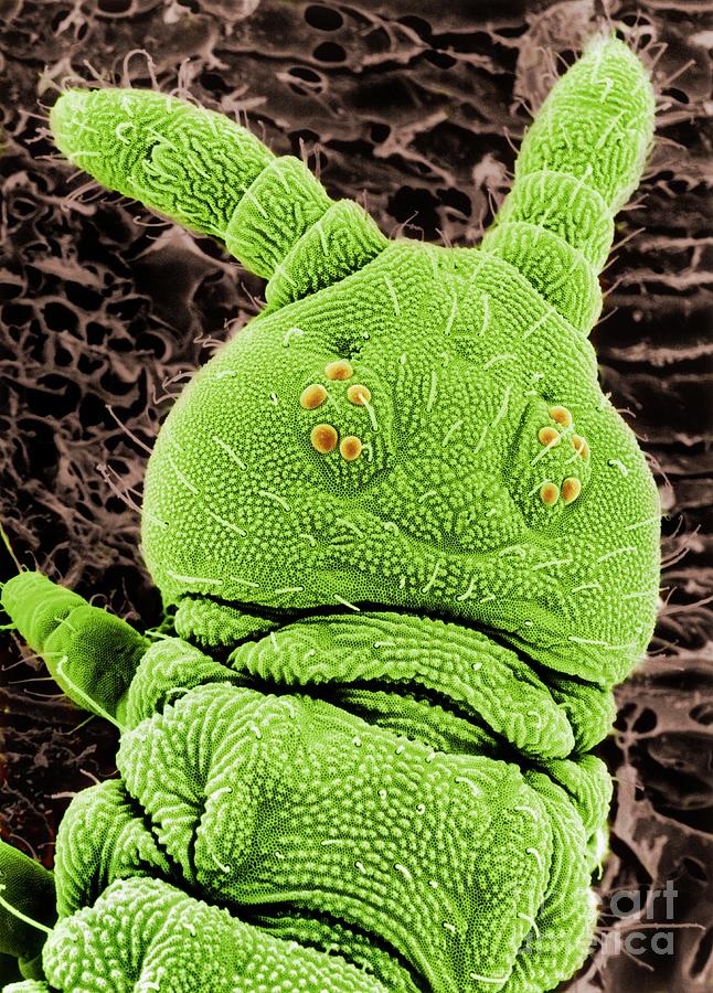 Sem Of A Springtail Head Photograph by Dr Jeremy Burgess/science Photo Library Sem Of A Springtail Head Photograph by Dr Jeremy Burgess/science Photo Library