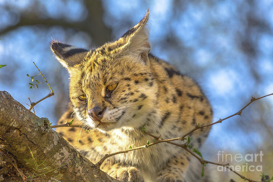 Serval on a tree #3 Photograph by Benny Marty