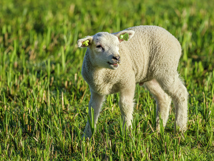 Sheep And Pasture, Netherlands #3 Photograph by Don White Sheep And Pasture, Netherlands #3 Photograph by Don White