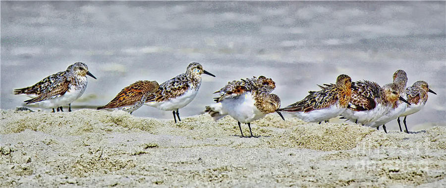 Shore Birds by Paulette Thomas Shore Birds by Paulette Thomas