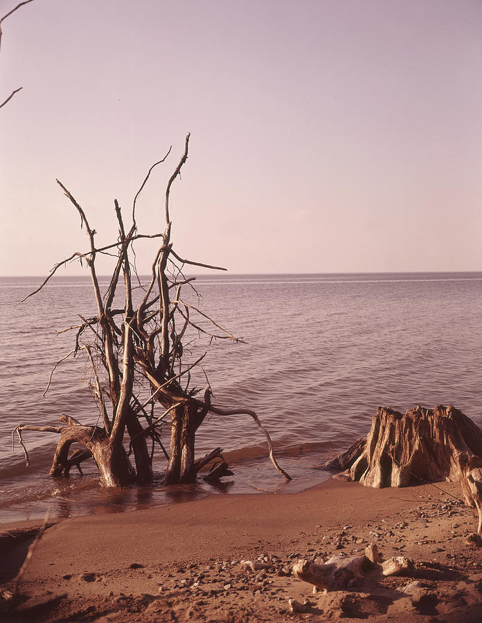 Shoreline #3 Photograph by Robert Natkin