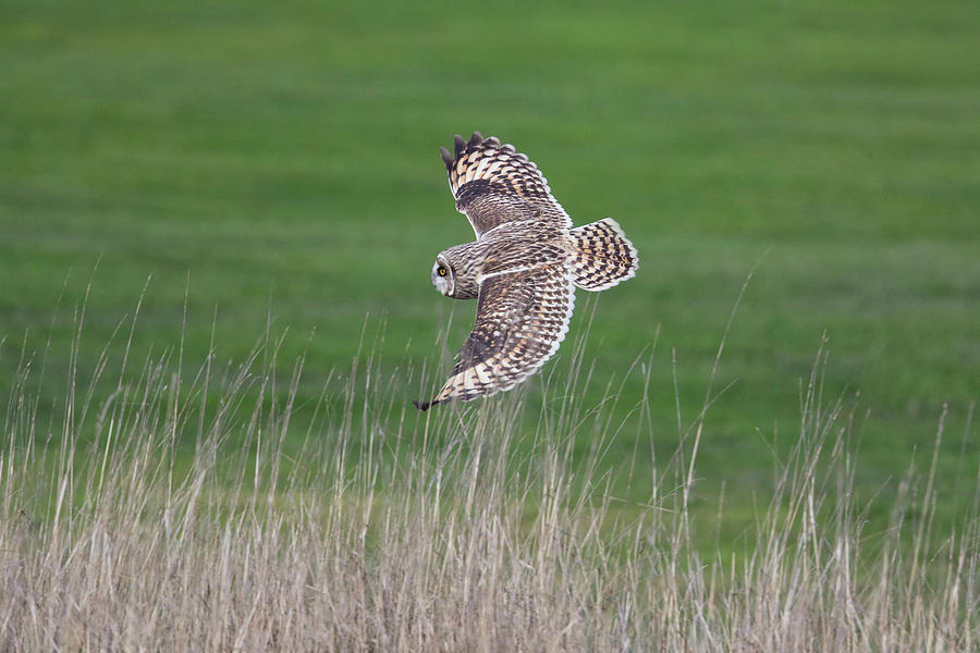 Nature Photograph - Short-eared Owl, Asio Flammeus #3 by James Zipp