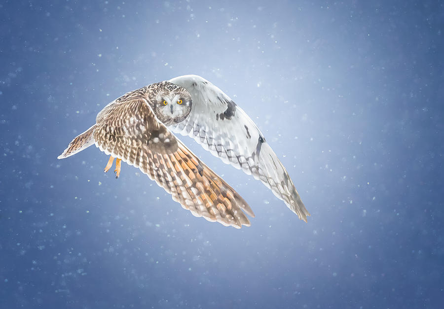 Wildlife Photograph - Short-eared Owl #3 by Tao Huang